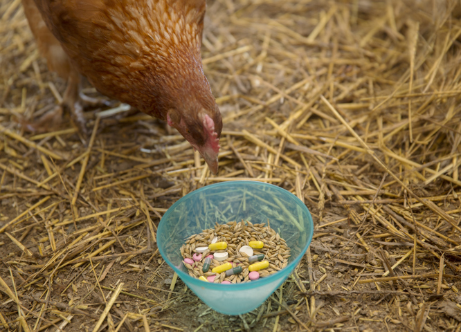 Huhn mit Futtermitteln